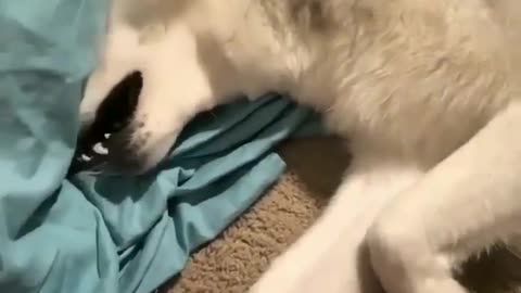 .A dog awakened with a start.