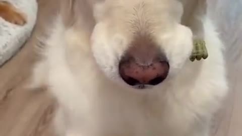 I love this chewy. Sorry bro Funny dog video #Shorts