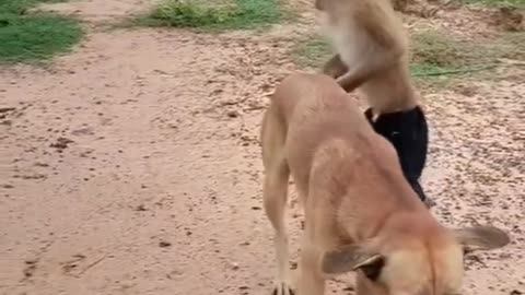 Monkey and dog having a fun😂😅