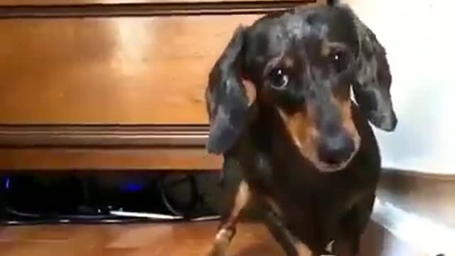 He's training for doxie boxing 😂😍😃