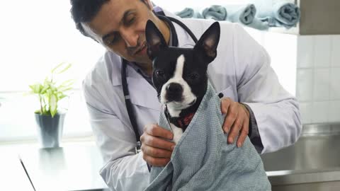 a happy cute puppy enjoying being driend with a towel after bathing by a professional mature