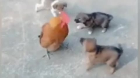 Chicken and dog fight video,/chicken vs dog funny video