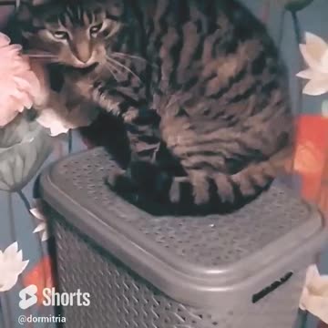 Nobel the cat sleeps in the bathroom all day.