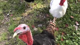 Turkey saying hello!