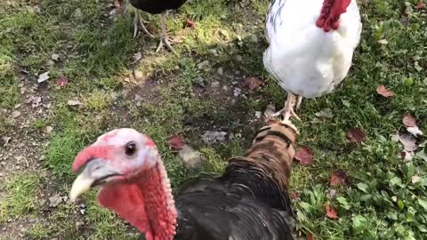 Turkey saying hello!