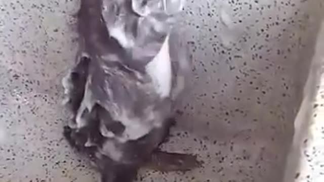 Rat taking a bath