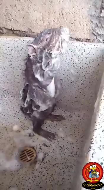 Rat taking a bath