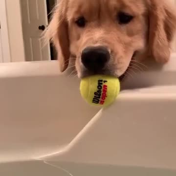 The dog sitting in the pool