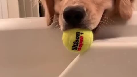 The dog sitting in the pool