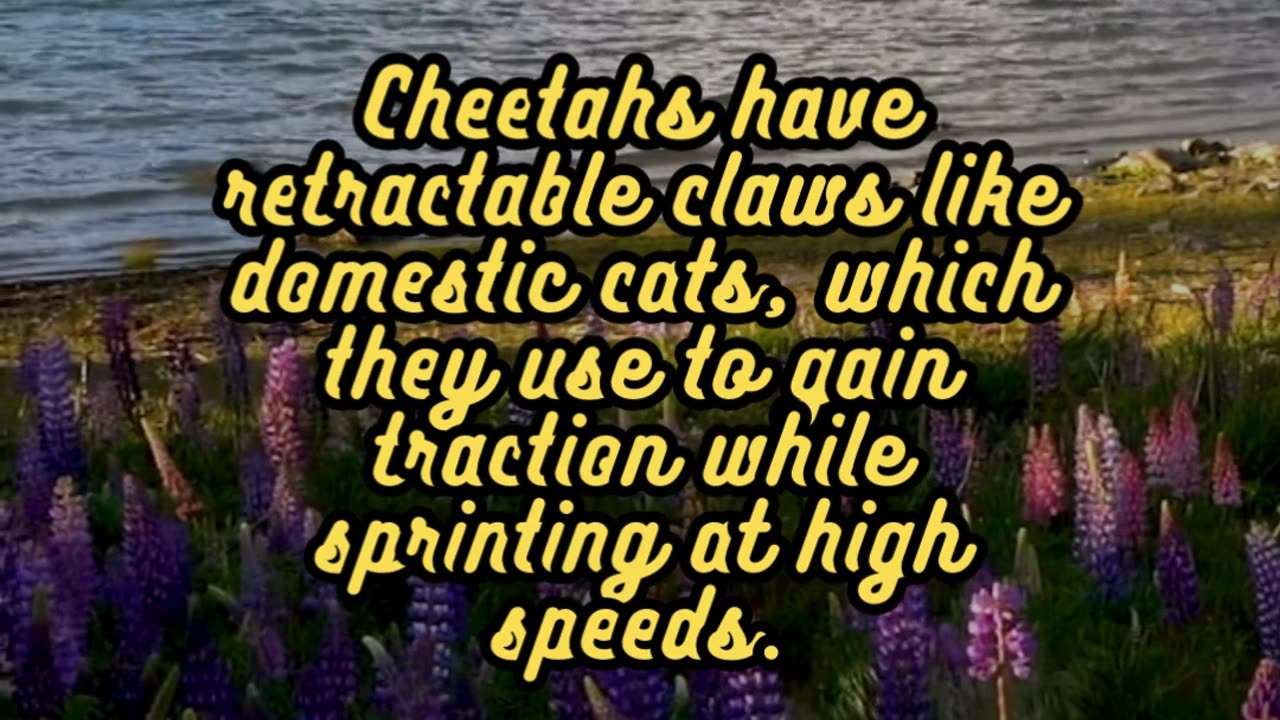 Animal Facts Cheetahs #shorts