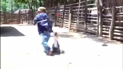 Enano castroso vs gallo acaba mal