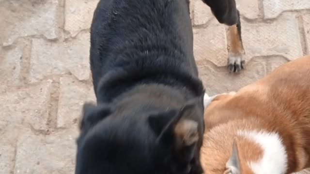Street dog