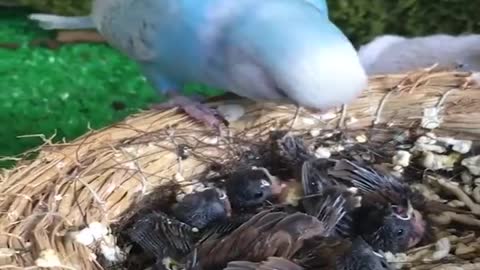 Funny Parrots and Cute Birds Compilation