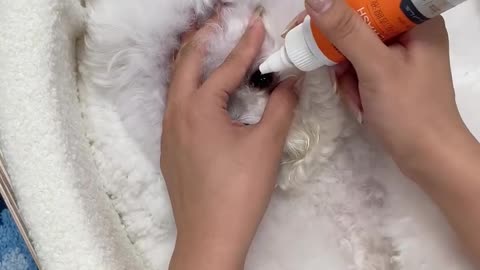 Tag someone who needs to see this! 🐕🐾💖#animals #shorts#animals #pets #viralvideo