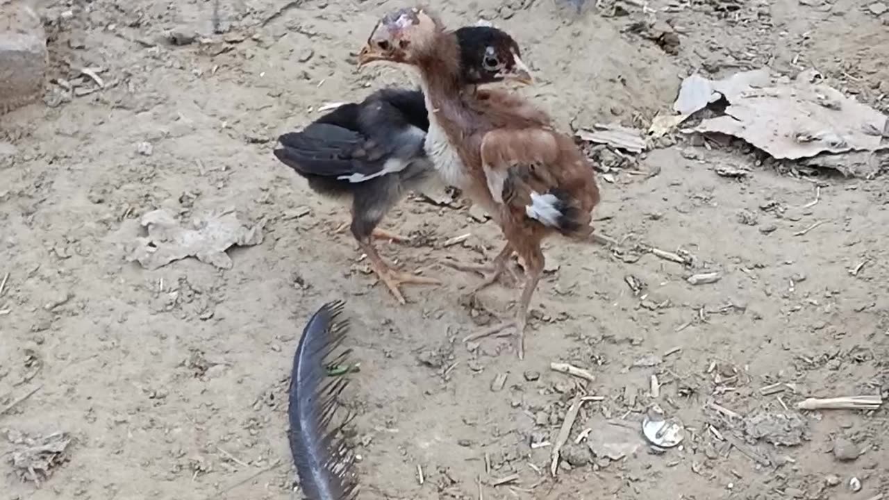 Little chicken fight