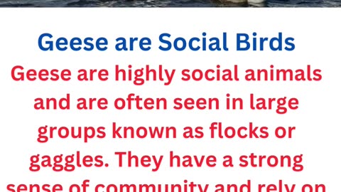 facts about geese...1/12