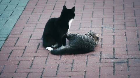 Cats funny videos and training