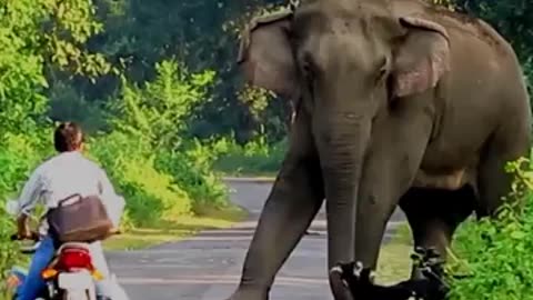 Elephant on the road