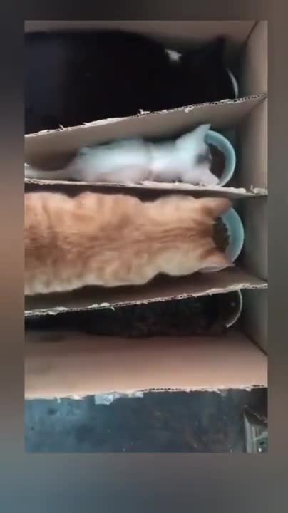 Cats and dogs _ cats meowing _ cats funny videos #shorts