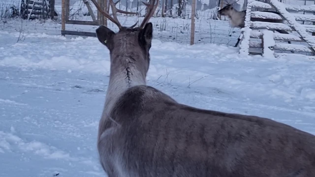 Beautiful Reindeer's Adorable Happy Prance