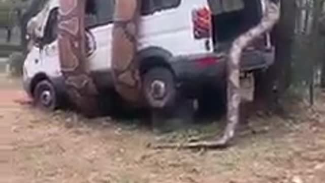 python decided to eat the car