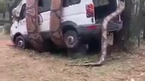 python decided to eat the car