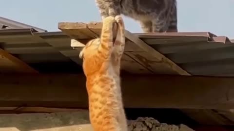 Funny 😁 😂 😀 helping cats