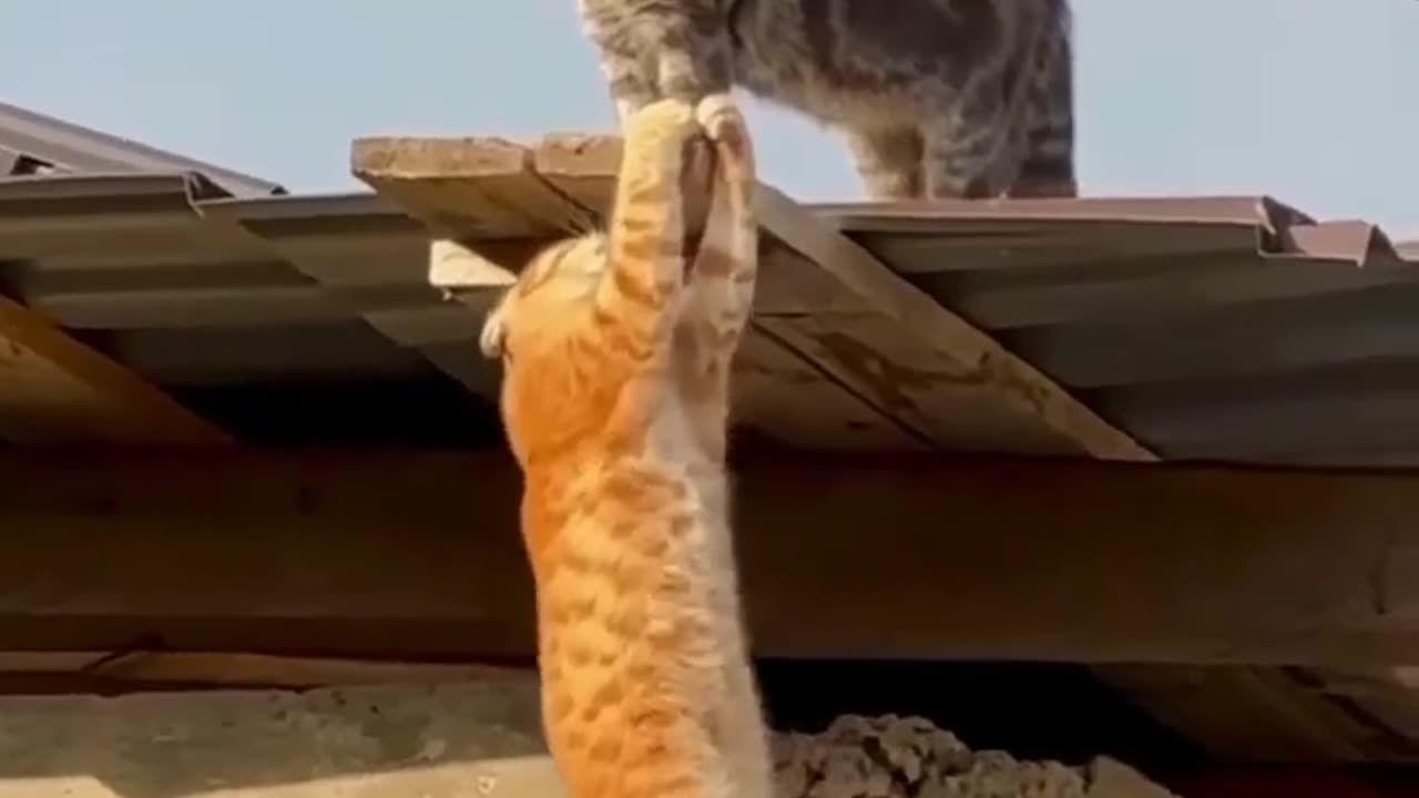 Funny 😁 😂 😀 helping cats