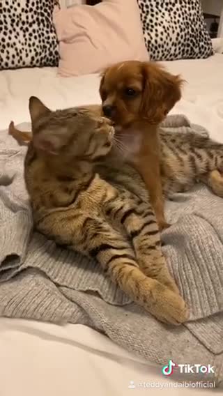 Cat and puppy cuddle