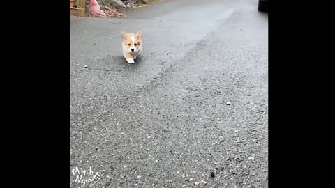 CUTE PETS SERIES: CUTE CORGI PUPPY