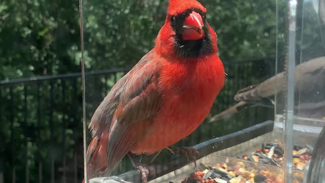 Beautiful male cardinal eating at a feeder