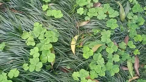 grass, because it symbolizes spring