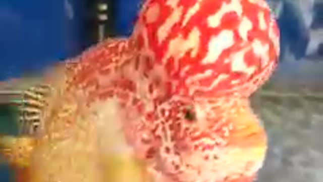 Lou han fish (flowerhorn) 27