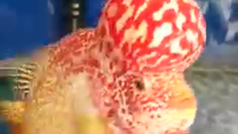 Lou han fish (flowerhorn) 27