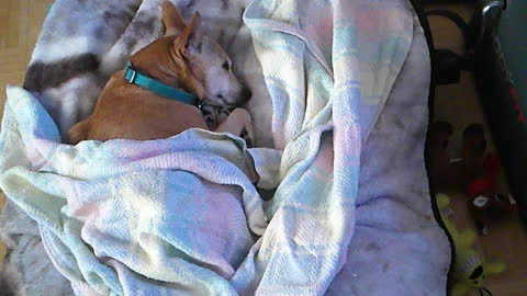 Clare Napping in her bed