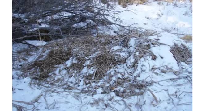 Canada Feral Pigs