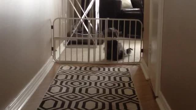 Puppy stays home alone for first time cries