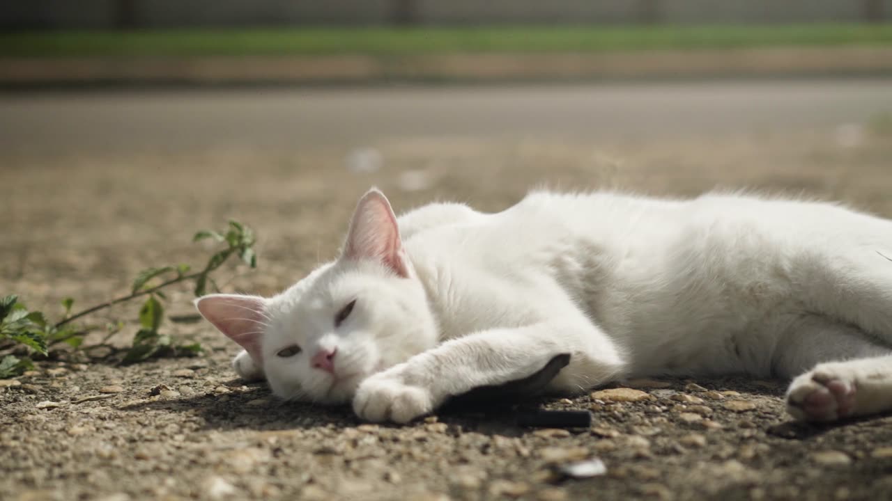 Cat in white color