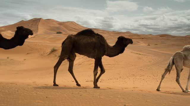 Camels walking in the desert