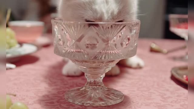 #shorts🐶🐱 animals KD video please watching 🐶🐱beautiful 🦊🐈⬛animal video🐕🦮🐕🦺