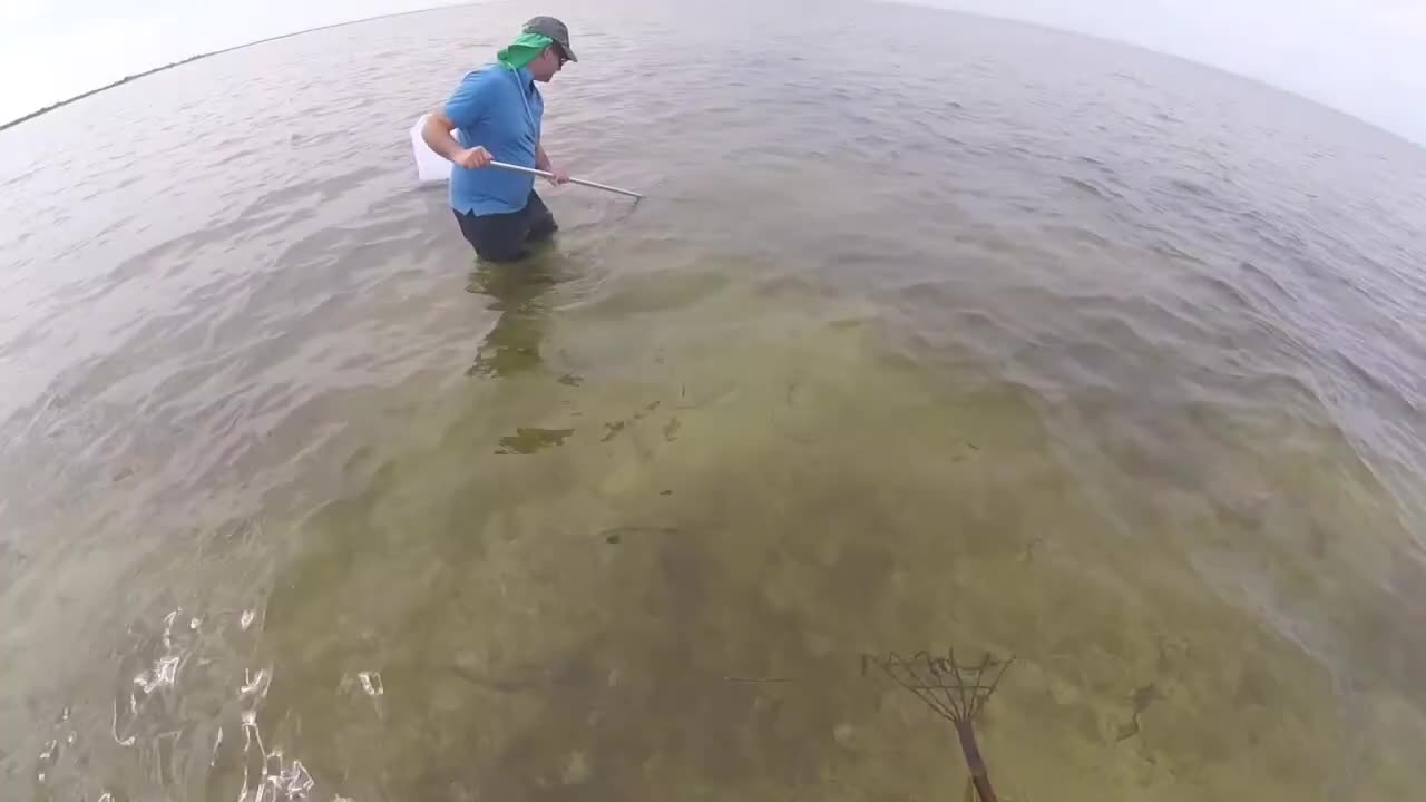 Raking for sand crabs in South Australia