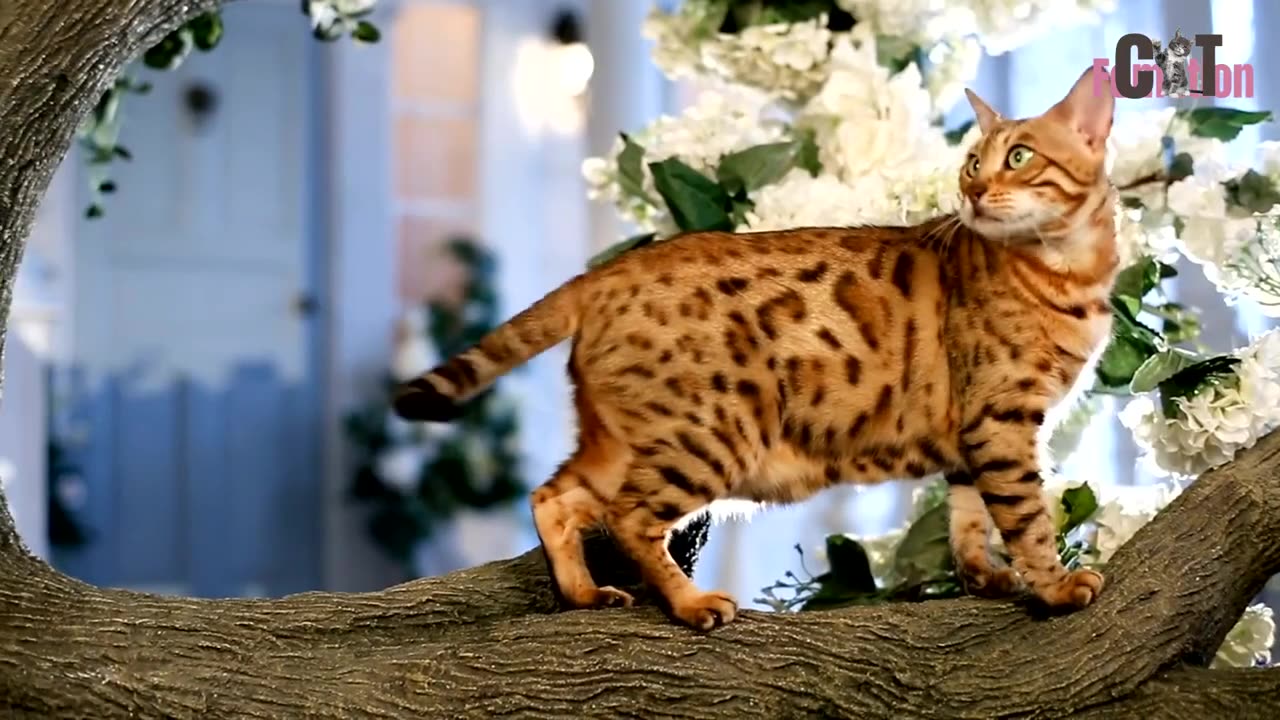 Bengal Cats _ Personality, Appearance, and Health 🐾