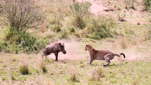 tiger try to cach warthog