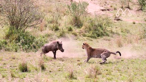 tiger try to cach warthog