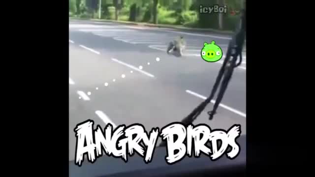 angry birds in real world