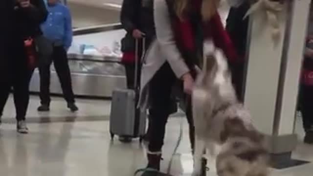 Dog didnt see his owner for along time