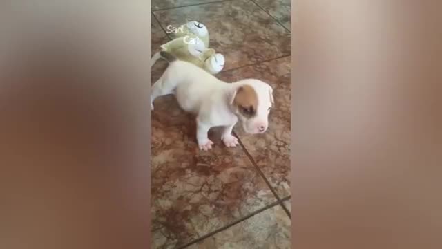 Funny and crazy dogs compilation.