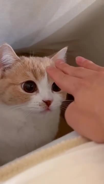 cute cat 😺😺 funny moment 🤣😭