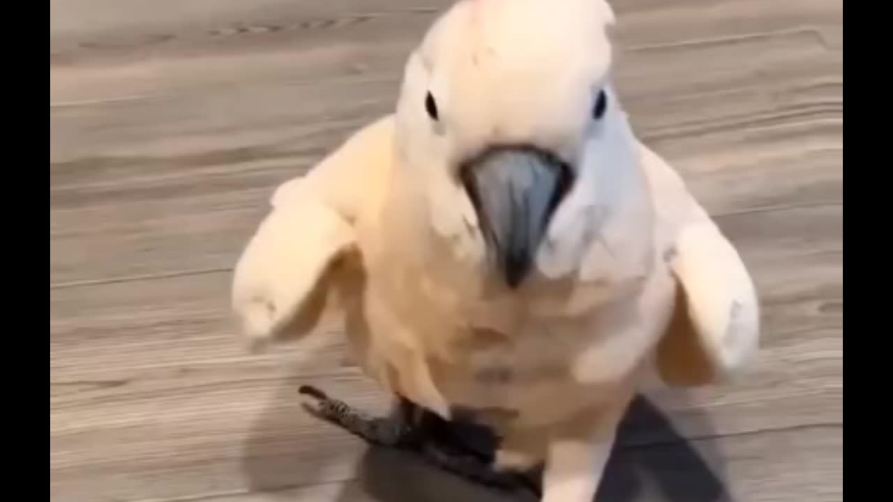 Salmon-crested cockatoo