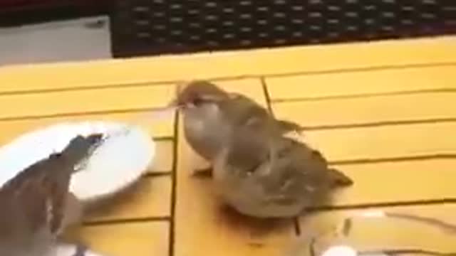 bird feeding babies